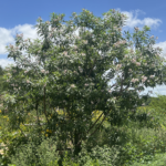 Chitalpa