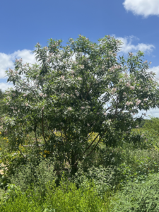 Chitalpa