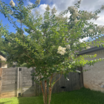 Crepe Myrtle