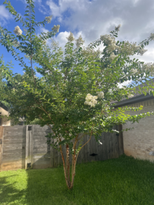 Crepe Myrtle