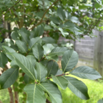 Leaf Detail