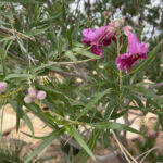 Desert Willow