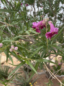 Desert Willow