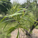 Leaf Detail