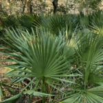 Dwarf Palmetto