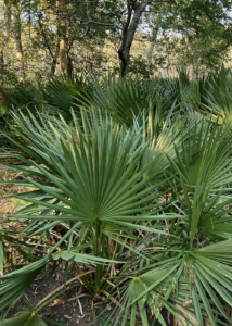 Dwarf Palmetto