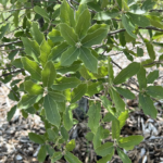 Emory Oak