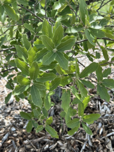 Emory Oak