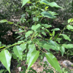 Escarpment Black Cherry