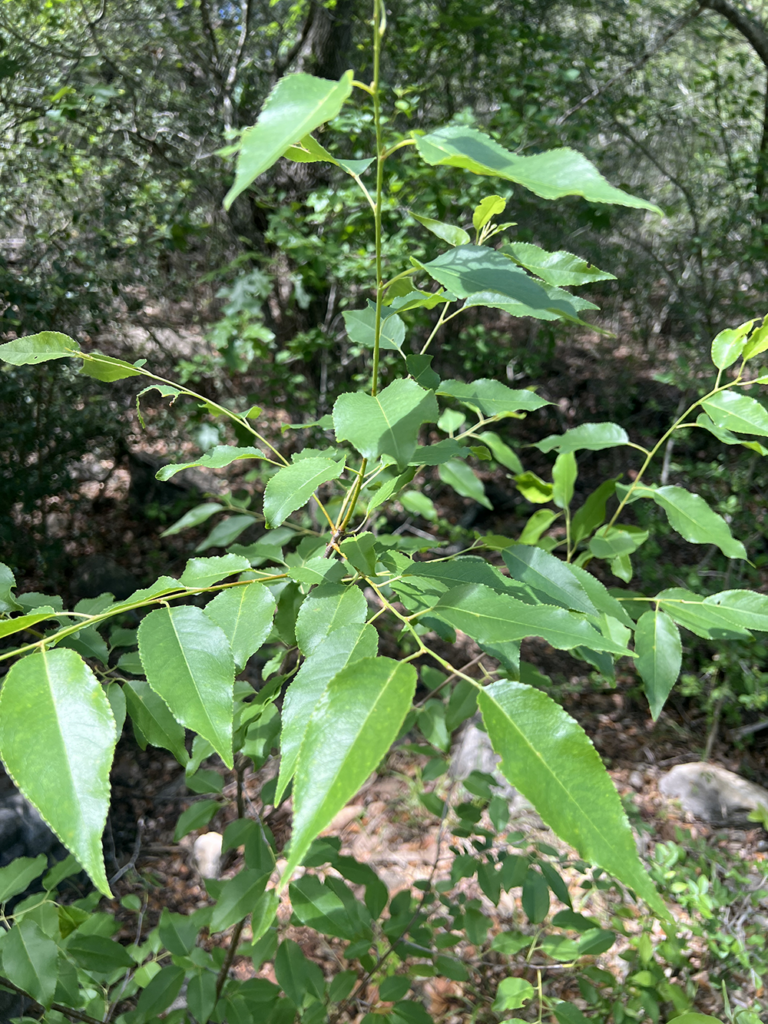 Escarpment Black Cherry