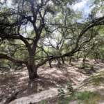 Escarpment Live Oak