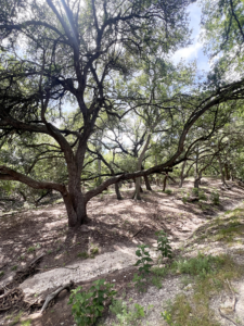 Escarpment Live Oak