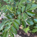 Evergreen Sumac