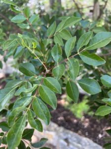 Evergreen Sumac