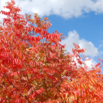 Flameleaf Sumac