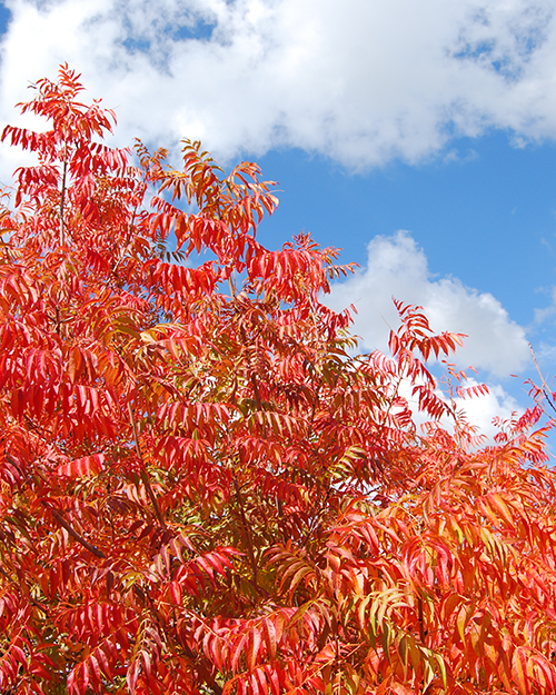 Flameleaf Sumac