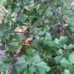 Fragrant Sumac