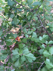 Fragrant Sumac