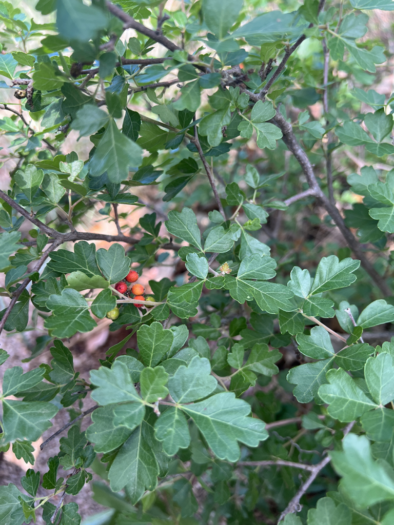 Fragrant Sumac