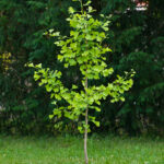 Ginkgo