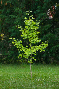 Ginkgo