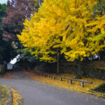 Fall Color