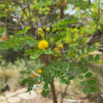 Leaf Detail