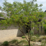 Golden Ball Lead Tree