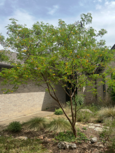 Golden Ball Lead Tree
