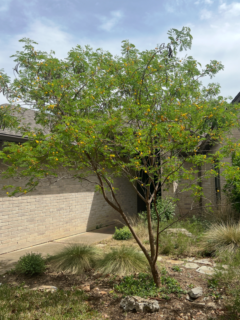 Golden Ball Lead Tree