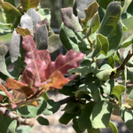 Grey Oak