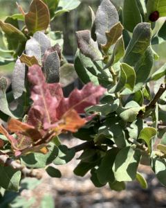 Grey Oak