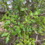 Hercules Club Tree