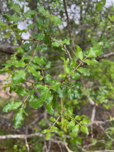 Hercules Club Tree