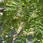 Honey Mesquite
