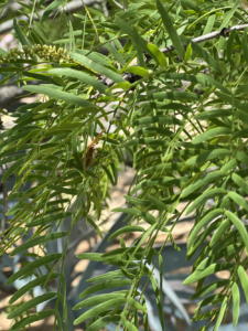 Honey Mesquite