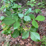 Hop Tree, Wafer Ash