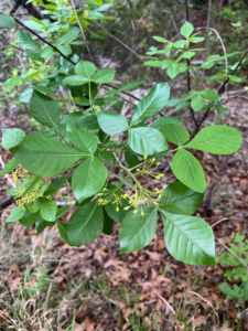 Hop Tree, Wafer Ash