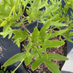 Hybrid Red Oak