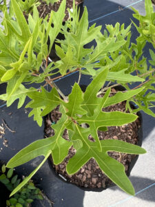 Hybrid Red Oak