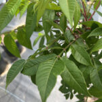 Kentucky Coffee Tree