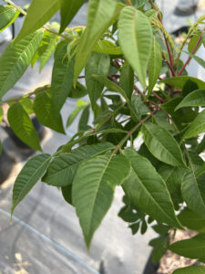 Kentucky Coffee Tree