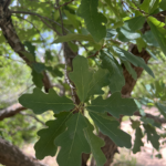 Lacey Oak