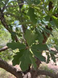 Lacey Oak