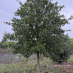 Lionetti Live Oak