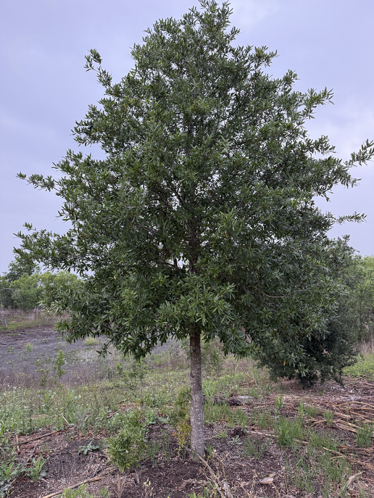 Lionetti Live Oak