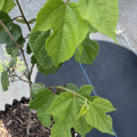 Little Leaf Mulberry