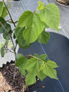 Little Leaf Mulberry
