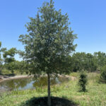 Southern Live Oak