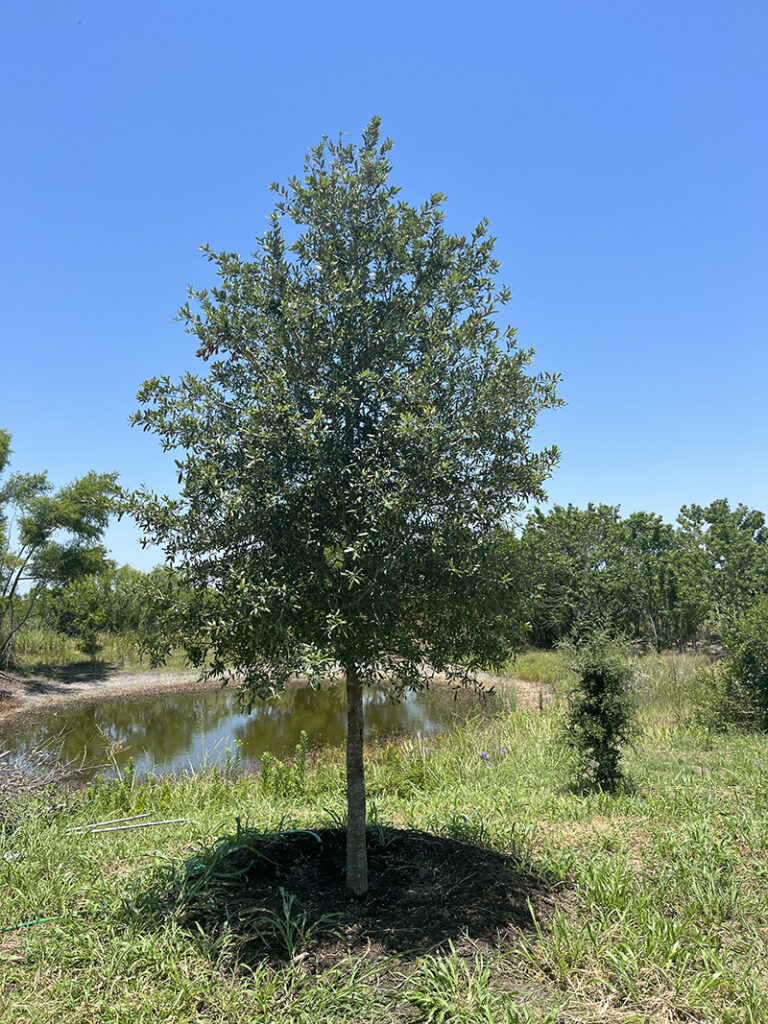 Southern Live Oak